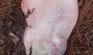 猪得了蓝耳病怎么治 猪得了蓝耳病怎么治